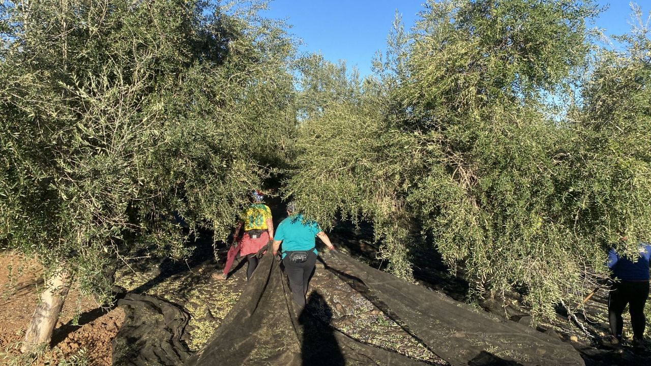 Olivar en Antequera (Foto: Dcoop)