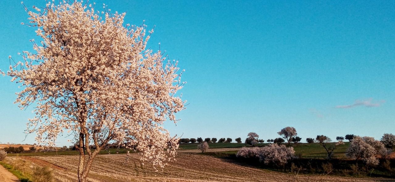 Lugar donde quieren albergar las placas fotovoltaicas en Mejorada del Campo.