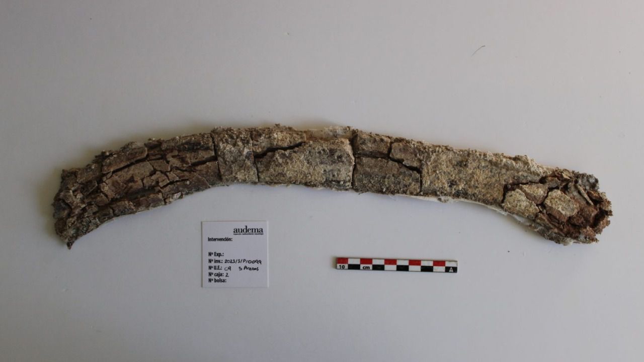 Costilla de uno de los elefantes hallados en La Atalayuela. Foto: Ayuntamiento de Madrid