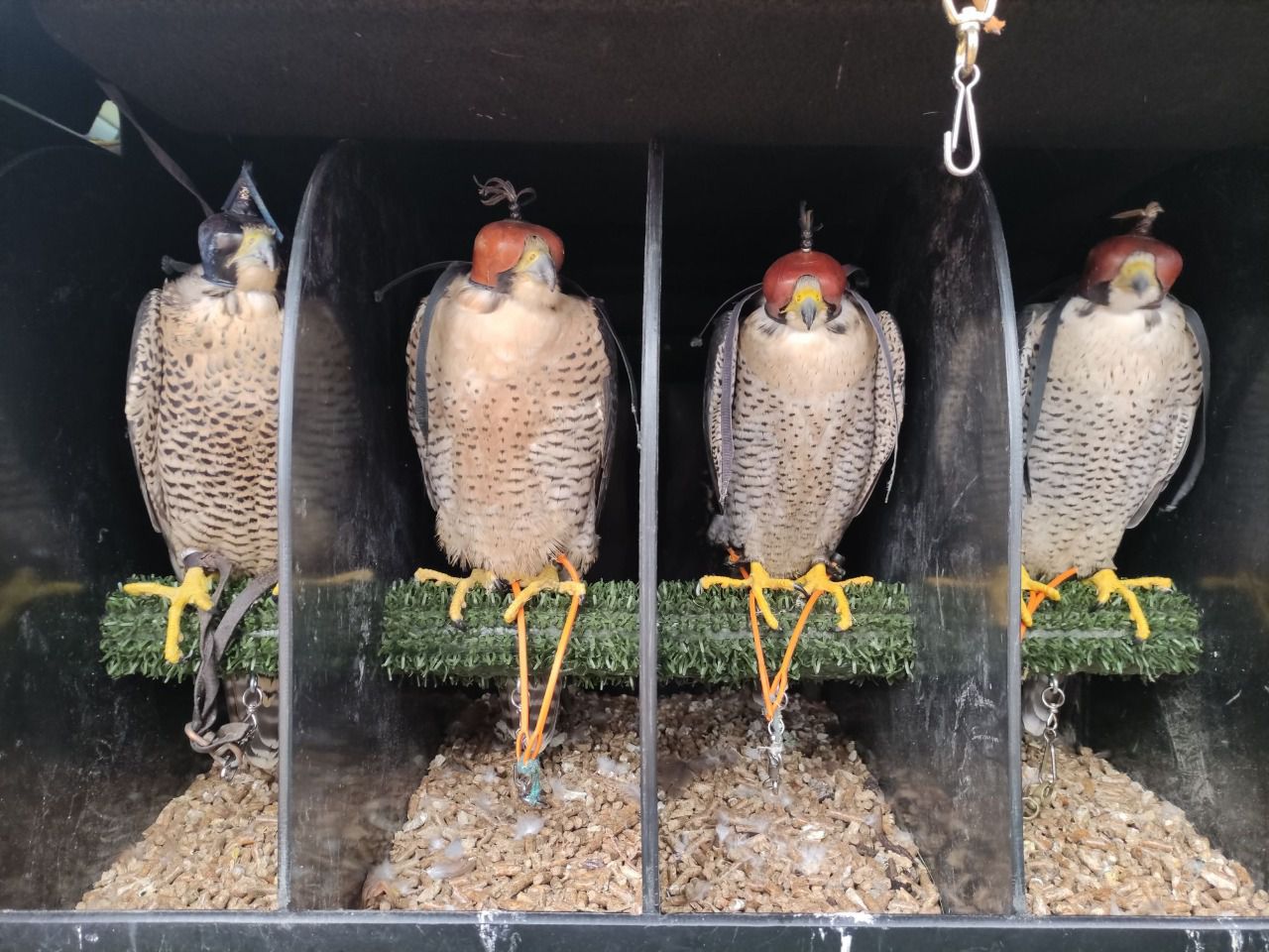 Macarena Rodríguez (Vía AECCA) 