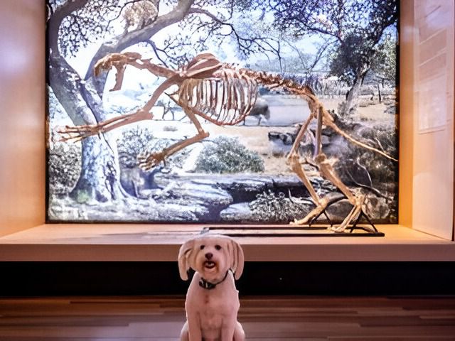 Perro Museo Nacional de Ciencias Naturales