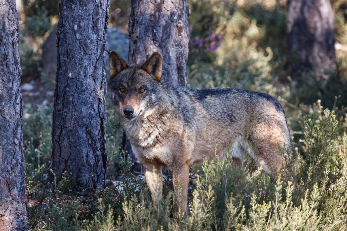 Hembra de lobo ibérico (Foto: Life Lobo Andalucía)