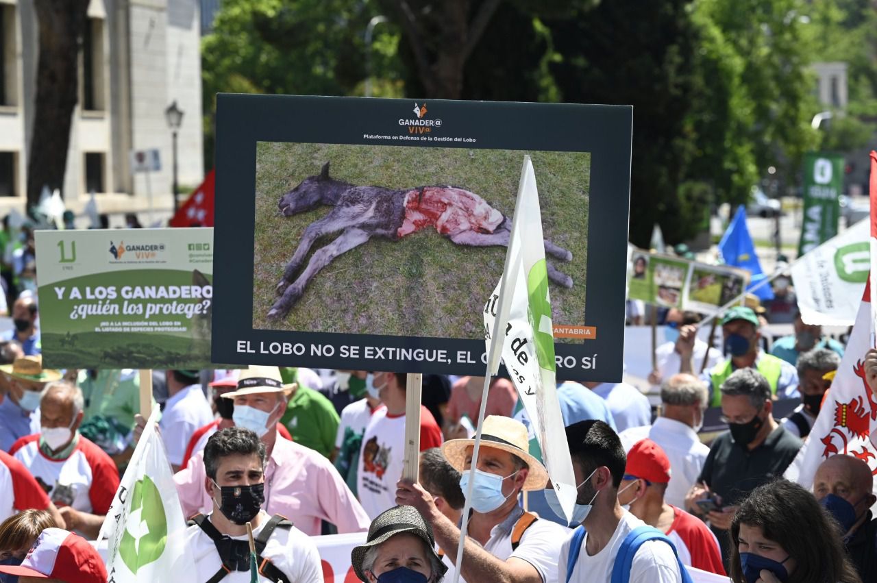 Manifestación contra la protección del lobo (Foto: Chema Barroso)