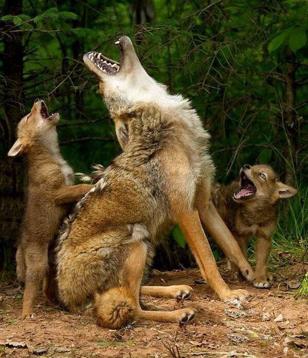 (Foto: El Lobo Ibérico - Twitter)