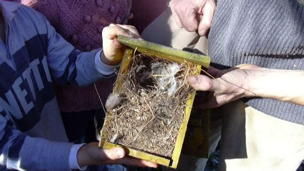 Colocación de cajas nido (Foto: Comunidad de Madrid)