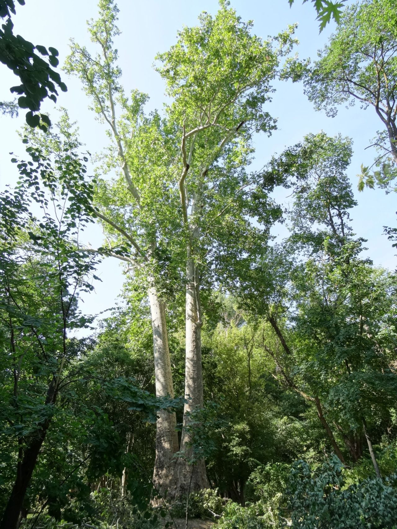 El Plátano Mellizo del Jardín del Príncipe en Aranjuez