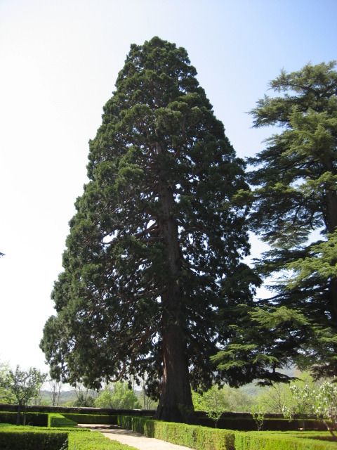 Secuoya Gigante de la Casita del Príncipe (Foto: Comunidad de Madrid)
