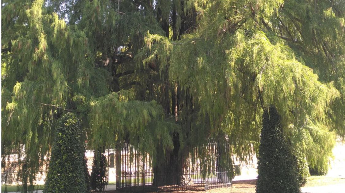 El Ahuehuete del Buen Retiro (Foto: Comunidad de Madrid)