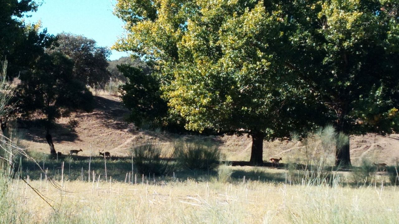 Ciervas en El Pardo.