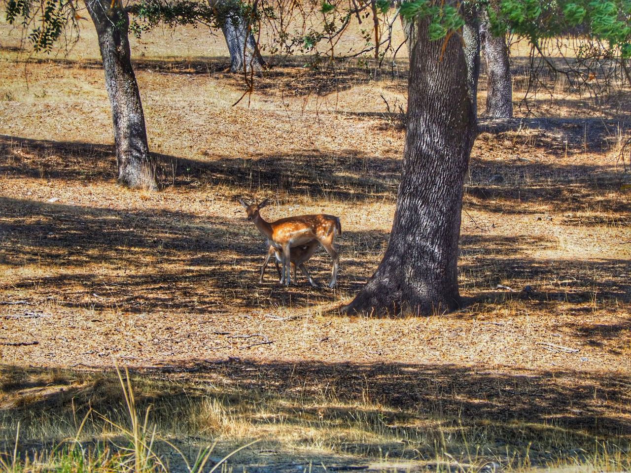 Un gamo amamantando a su cría.