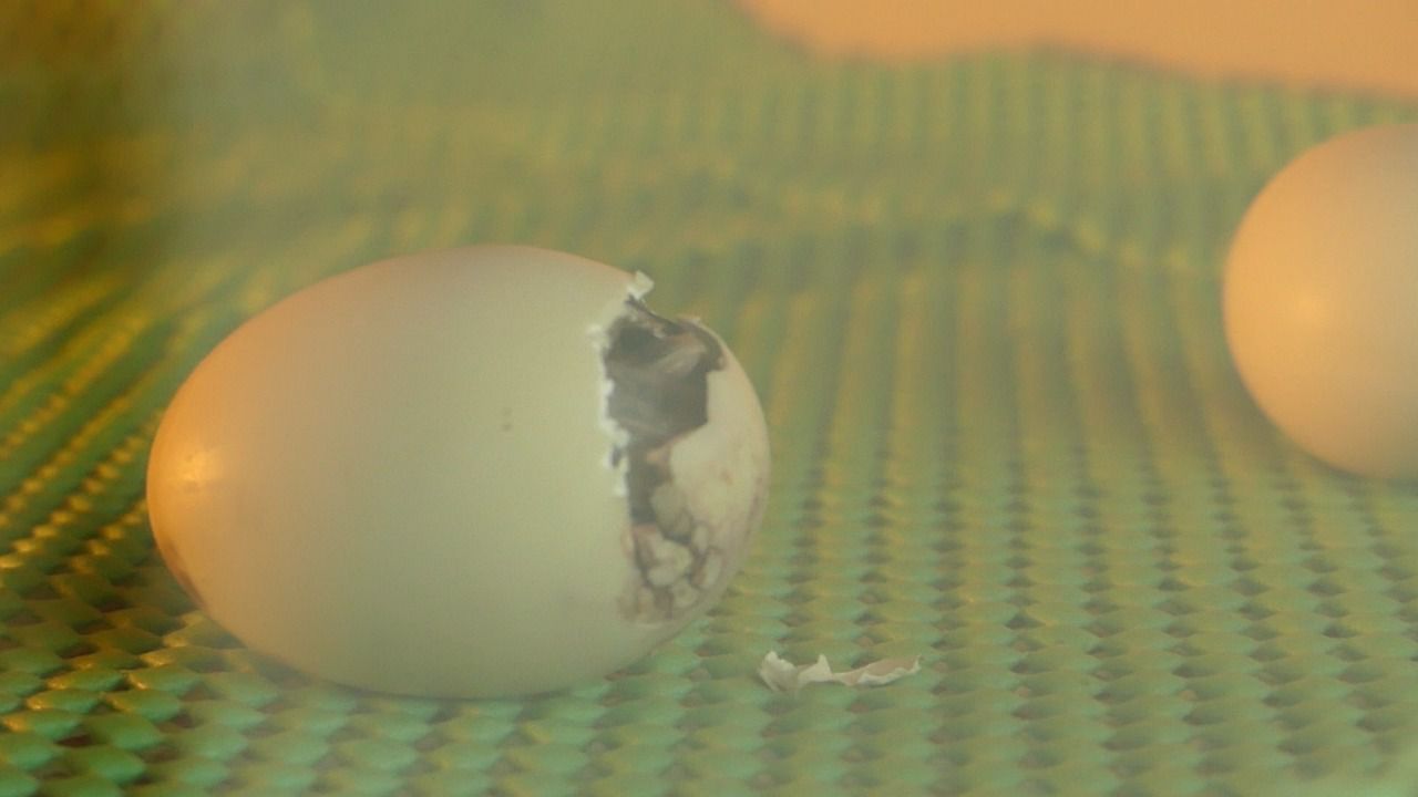 Huevos de cerceta pardilla