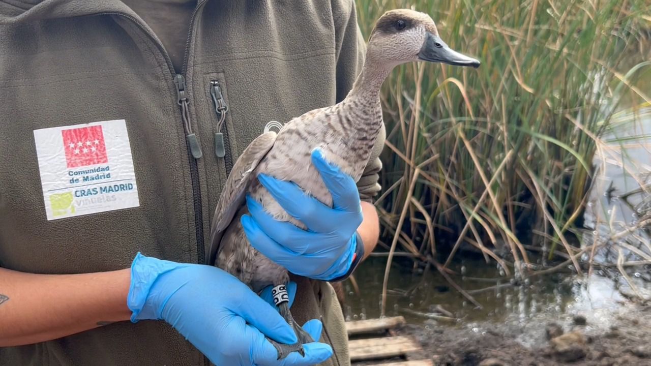 Ejemplar de cerceta pardilla.
