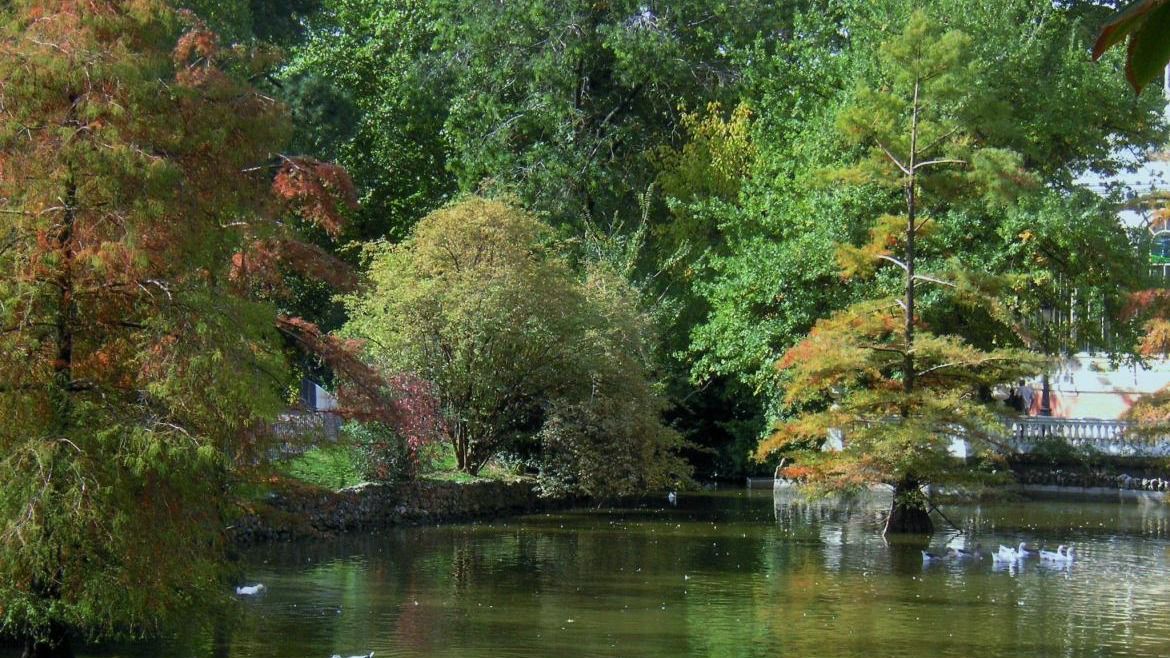 Árboles en Madrid protegidos por la ley 8/2005