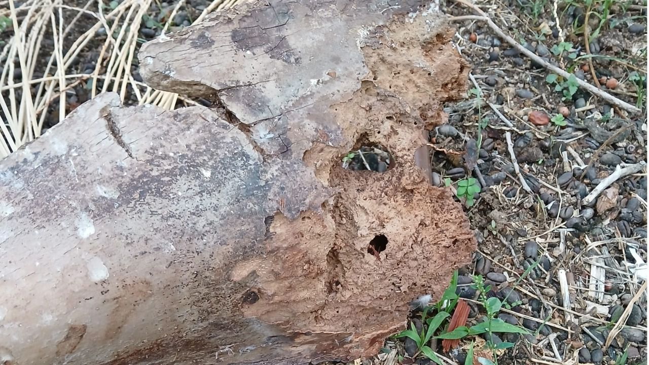 Foto: Ayuntamiento de Ciempozuelos