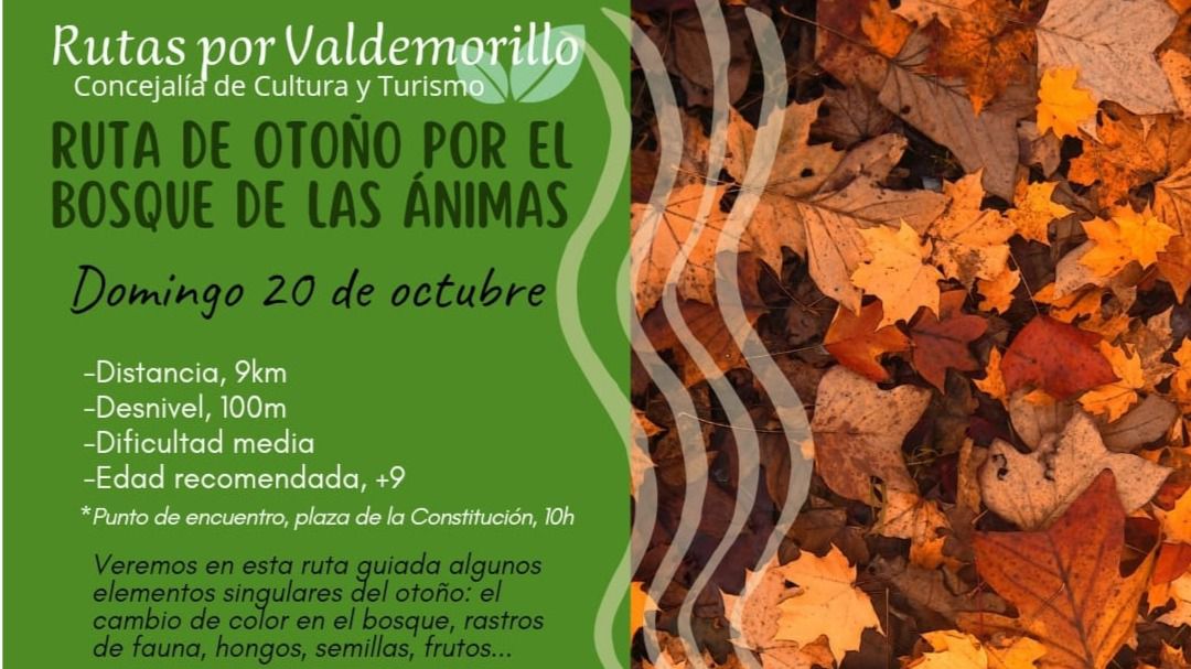 (Foto: Ayuntamiento de Valdemorillo)