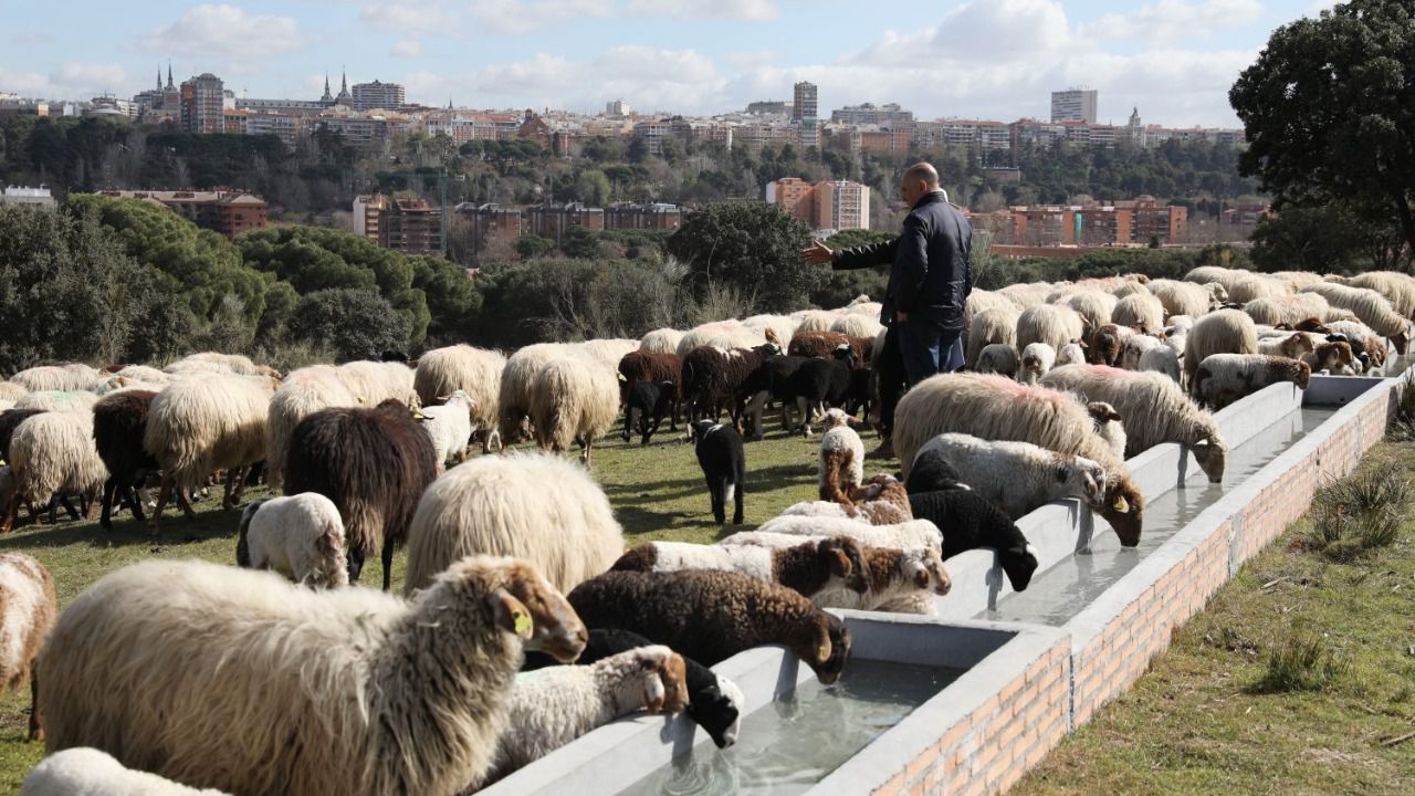 El rebaño de ovejas de la Casa de Campo. Foto: Ayuntamiento de Madrid