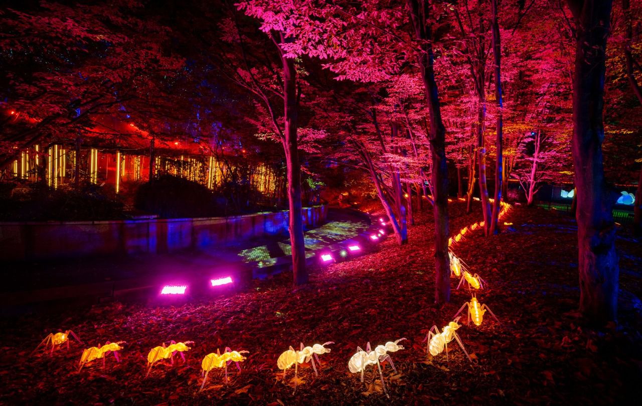 'Naturaleza Encendida: Life', espectáculo que arrancará el 26 de noviembre en el Parque Tierno Galván (Foto: Letsgo)