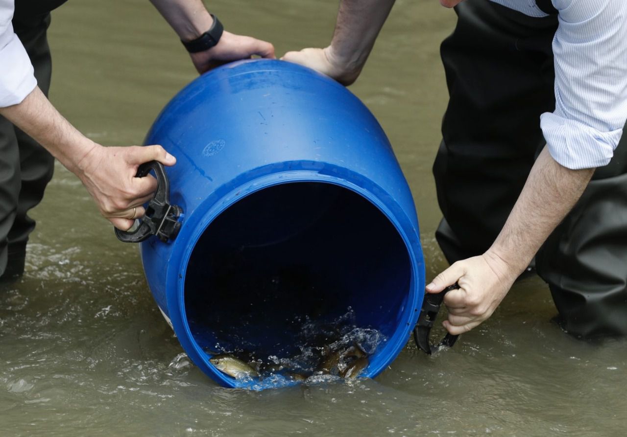 Suelta de peces en el Manzanares (Foto: Ayuntamiento de Madrid)