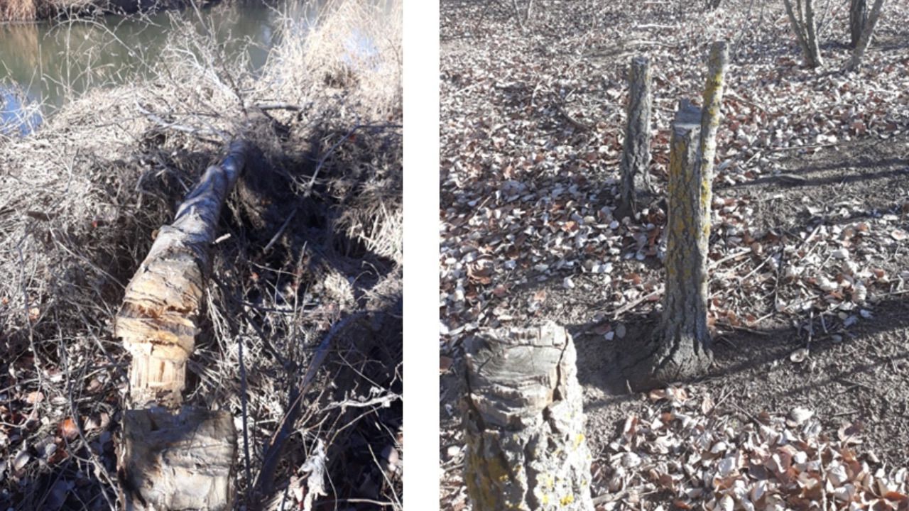 Tala de árboles (Foto: Asociación ARBA)