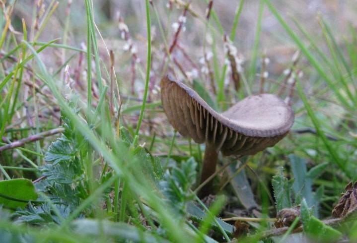 (Foto: Salvemos Los Carriles)