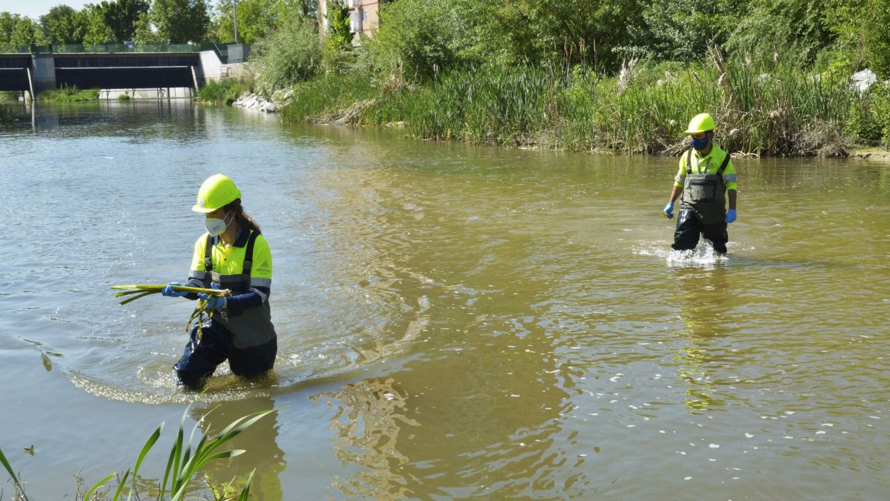 Labores contra la mosca negra en el Manzanares (Foto: )