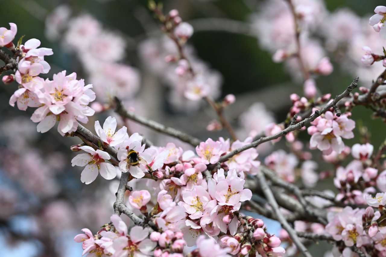 Imagen de archivo de un almendro en flor en la Quinta de los Molinos (Foto: Chema Barroso)