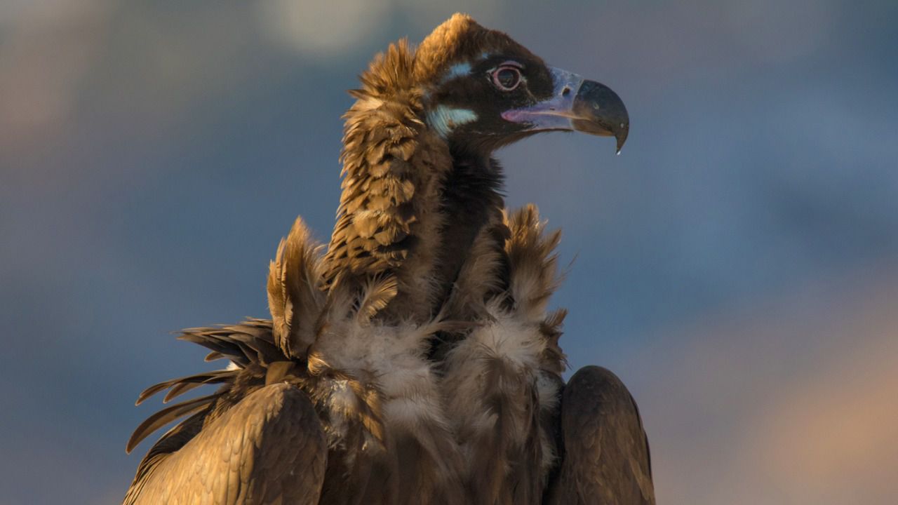 Ejemplar de buitre negro (Foto: Javier Gómez)
