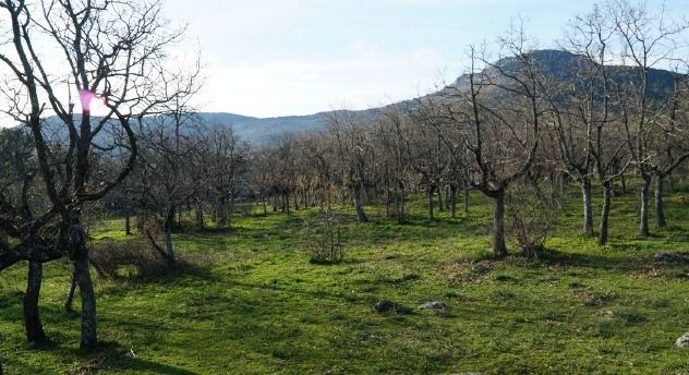 Dehesa de Cercedilla.
