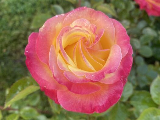 Rosal ganador del Concurso Popular (Foto: Ayuntamiento de Madrid)