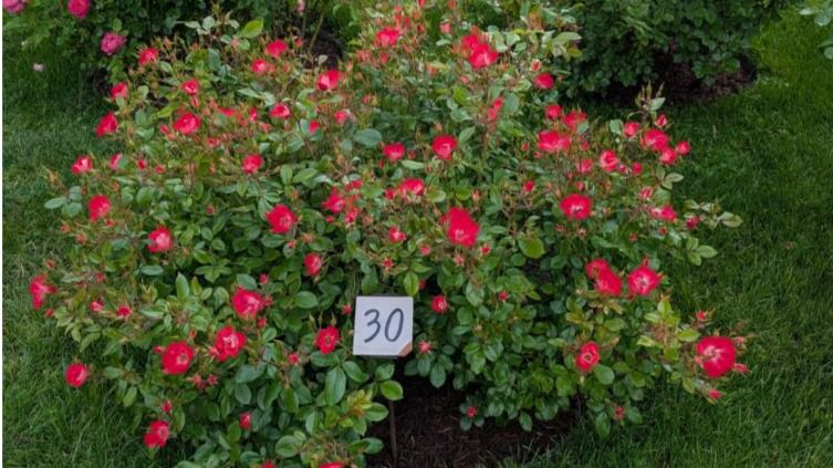 Segundo clasificado (Foto: Ayuntamiento de Madrid)