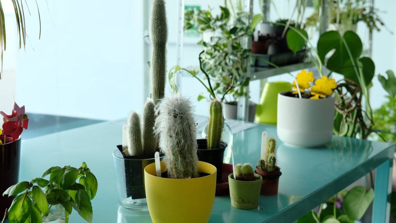 Algunas de las plantas de 'Iniciativa Regadera'