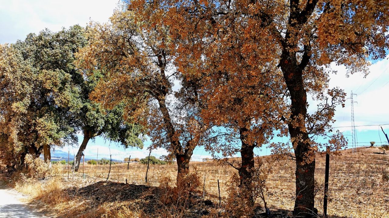 Camino público de La Moraleja (Foto: Palataforma Ecologista Madrileña)