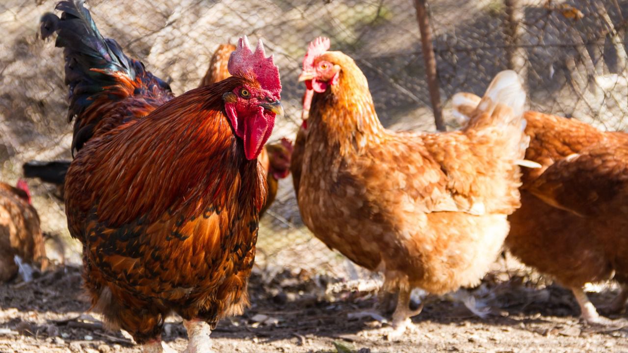 Gallinero