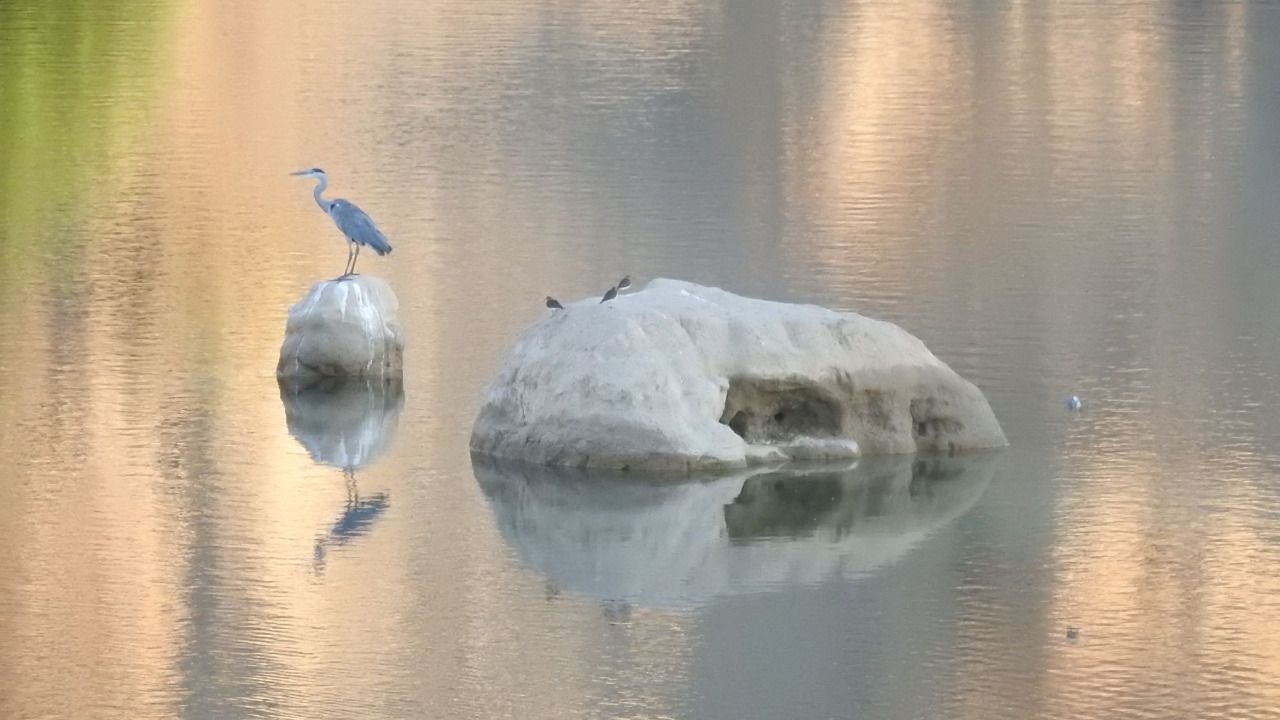Una garza en las Lagunas de Ambroz