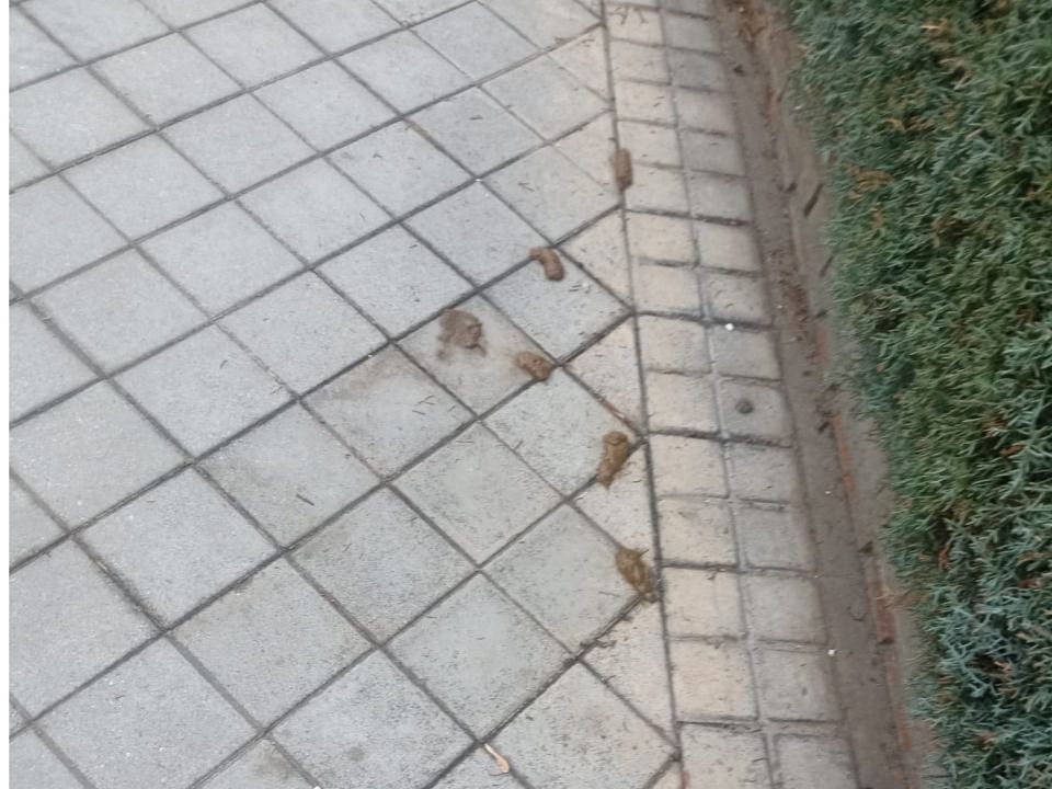 Imagen de una de las aceras.