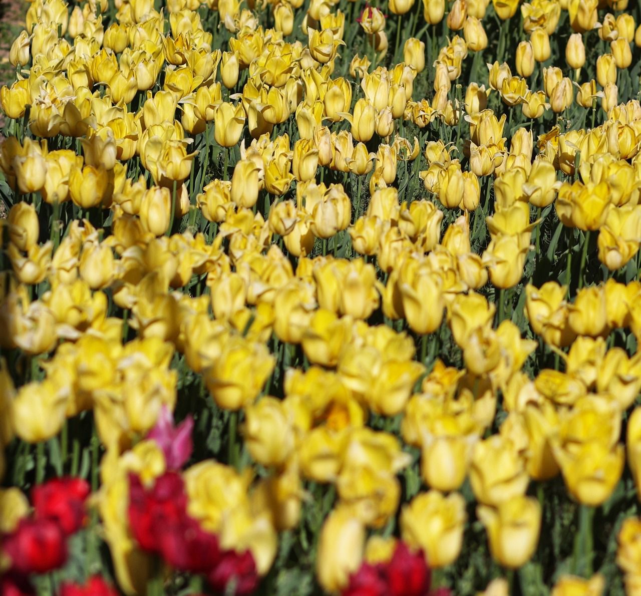 Tulipanes en el Real Jardín Botánico (Foto: Ricardo Rubio / Europa Press)