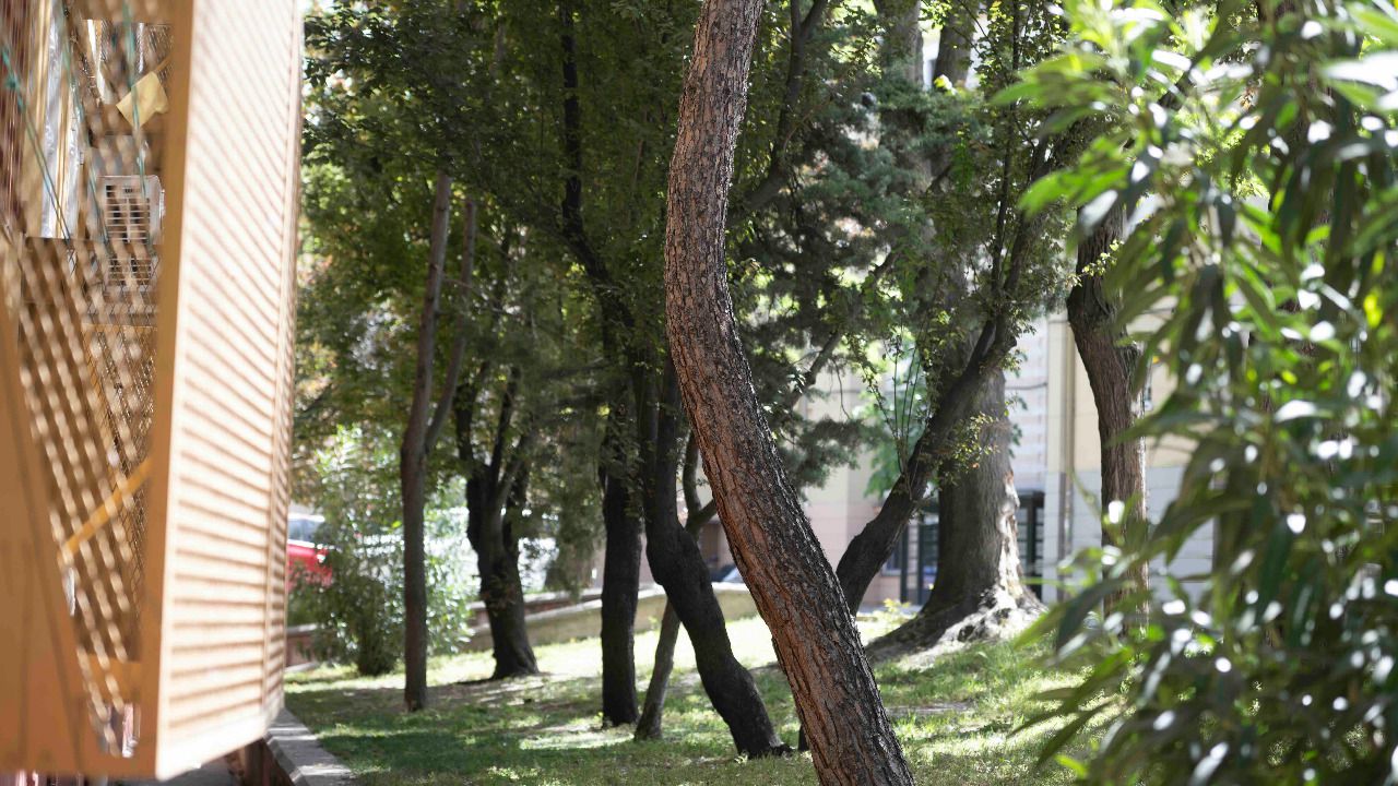 Árboles en Usera