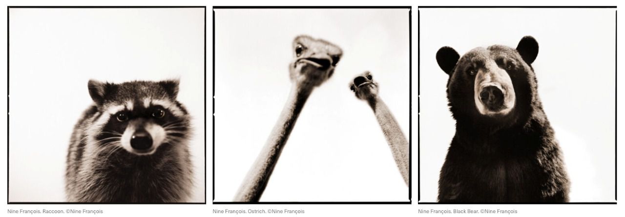 Una de las obras de 'Wildlife Portrait' (Foto: Nine François)