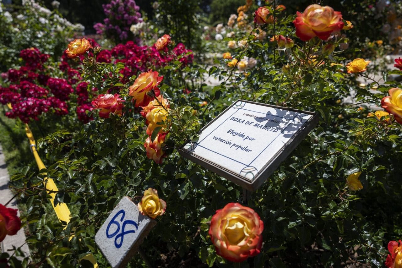El rosal más votado por el público (Foto: Ayuntamiento de Madrid)
