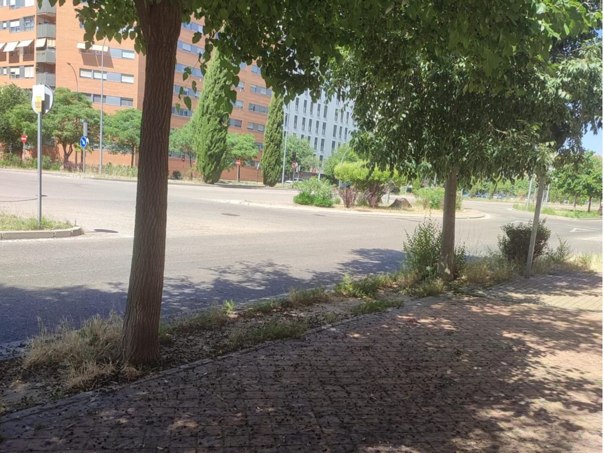 Moreras y suciedad en el suelo en el Ensanche.