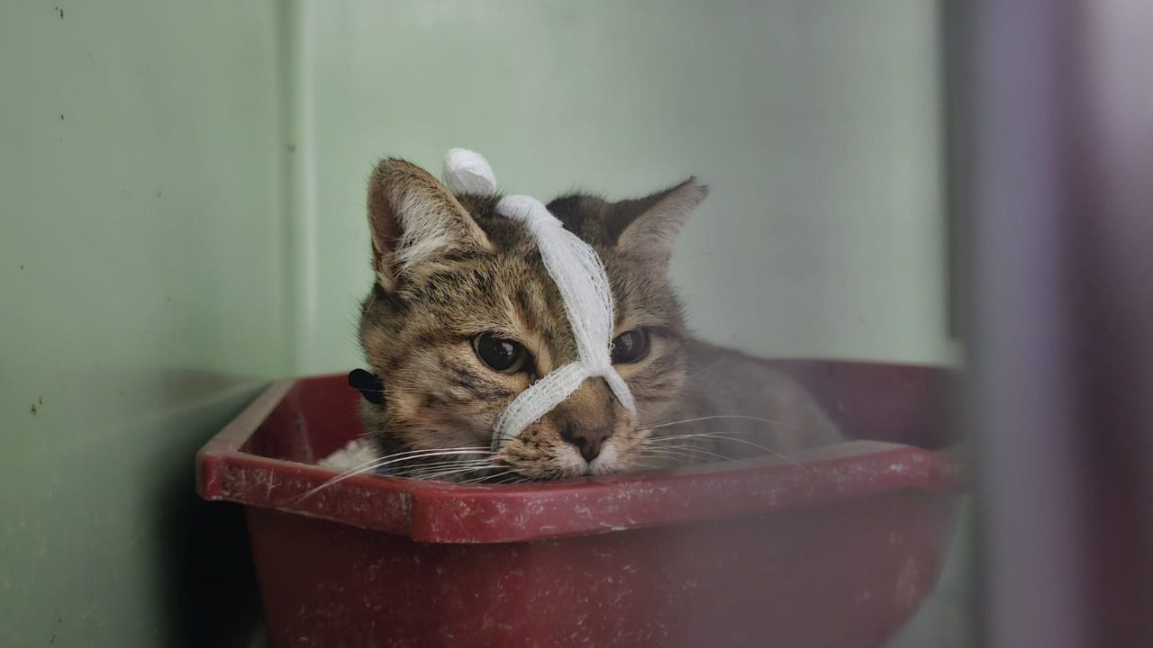 Un gato rescatado de una colonia felina.