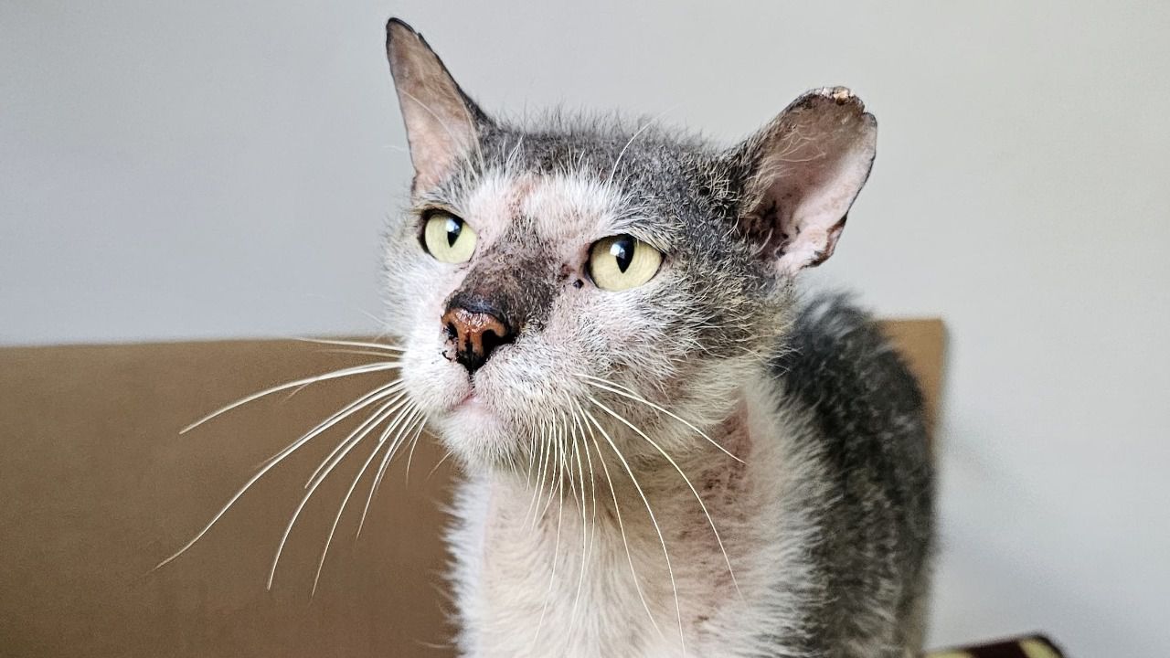 Farrukito, un gato recogido de una colonia con un problema dermatológico y positivo en inmunodeficiencia felina.