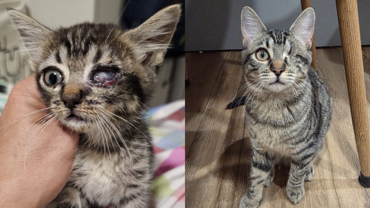 El antes y el después de Bambalina, una gata recogida de una colonia felina