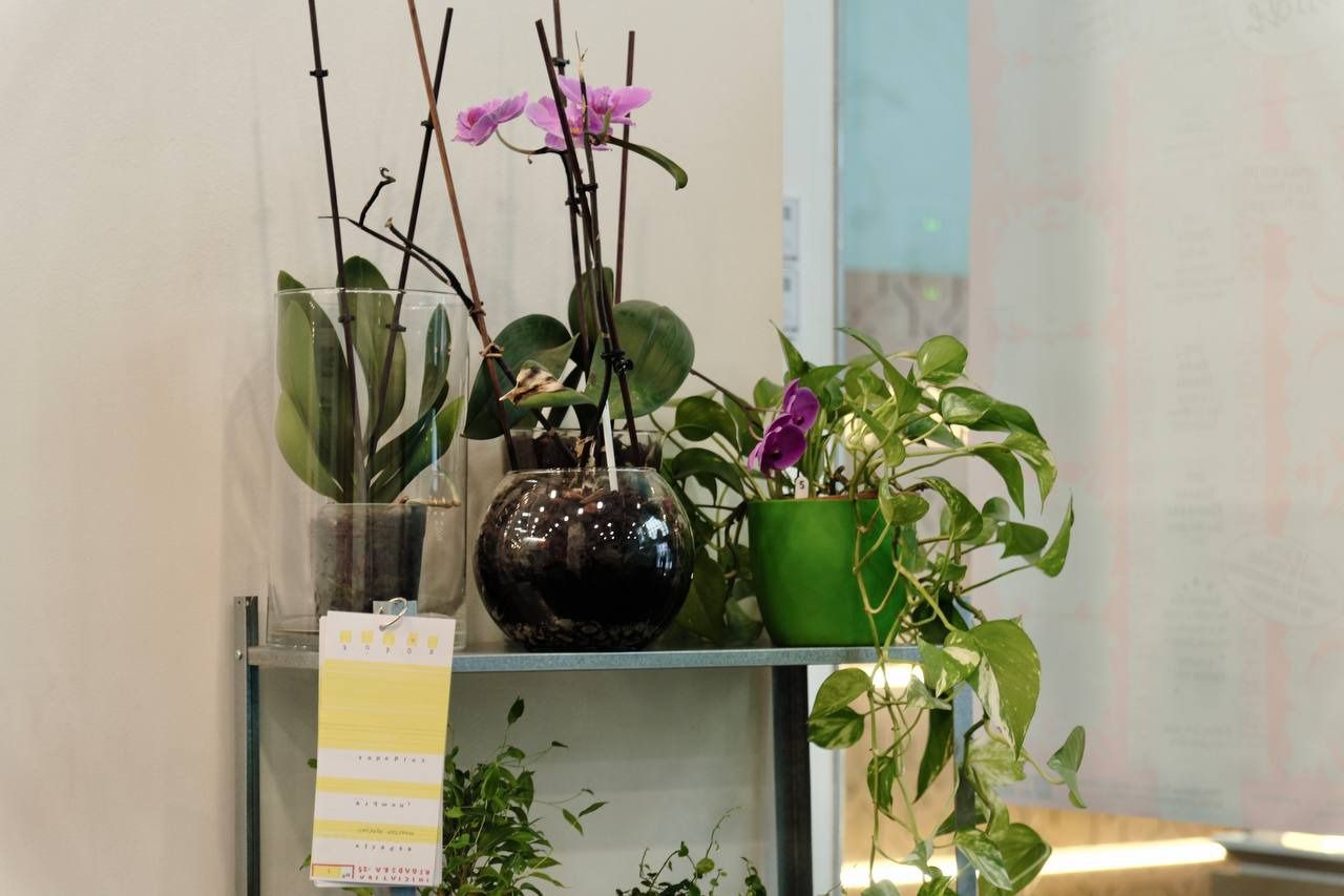 'Iniciativa Regadera, guardería de plantas en el Centro de Arte 2 de Mayo de Móstoles