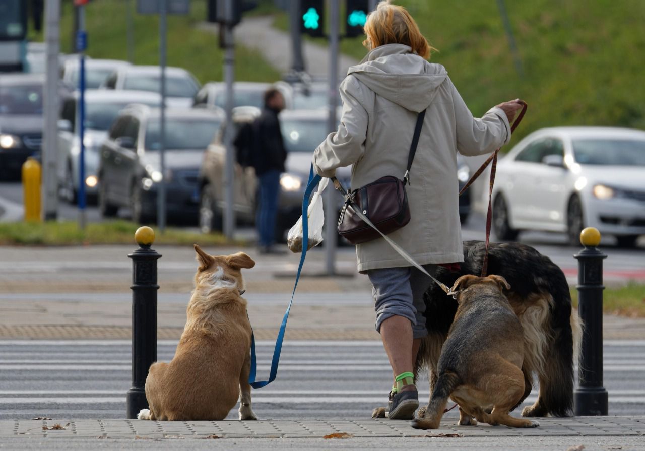 Mujer paseando perro (Foto: Icsilviu - Pixabay)